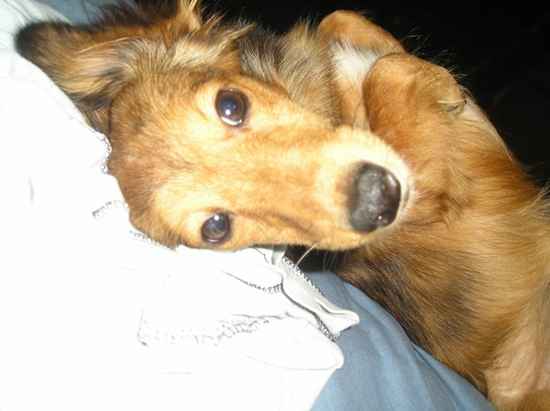 Shetland Sheepdog Dachshund mix lying on the bed