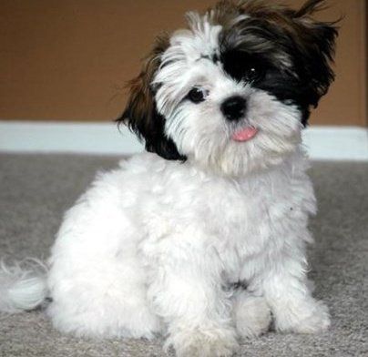 Shih-teze sitting on the floor with its small tongue sticking out