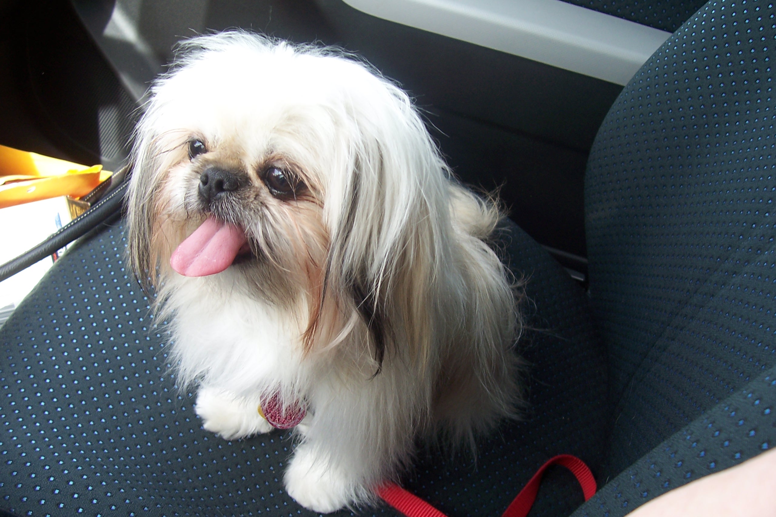 Peke-A-Tzu sitting on the chair while panting with its tongue out