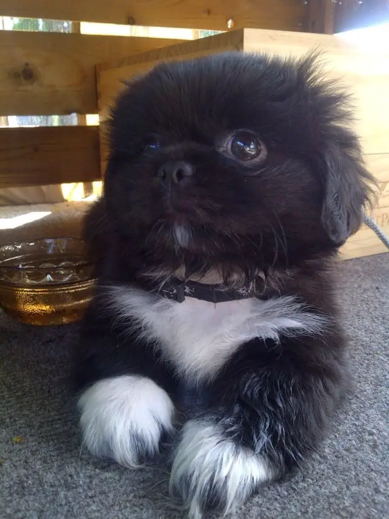 Peke-A-Tzu lying on the floor while looking up with its big round adorable eyes