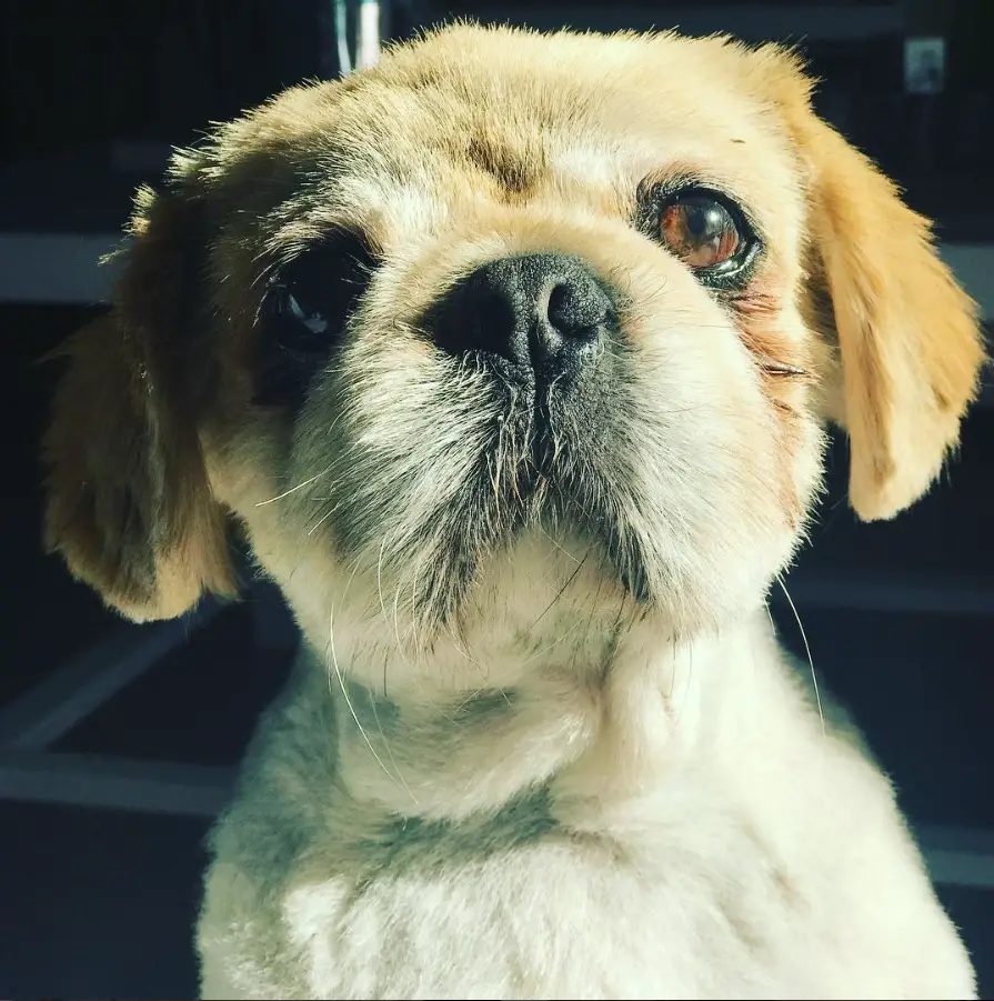 Begging Peke-A-Tzu with sunlight on its face
