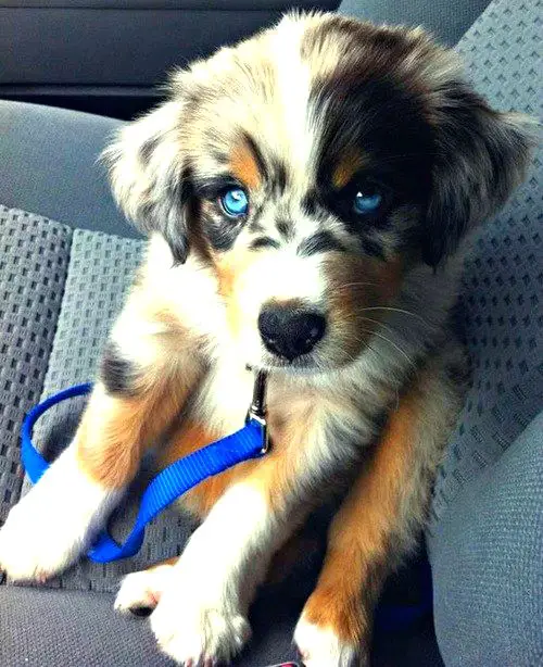 A Husky Golden Retriever mix puppy sitting in the passenger seat
