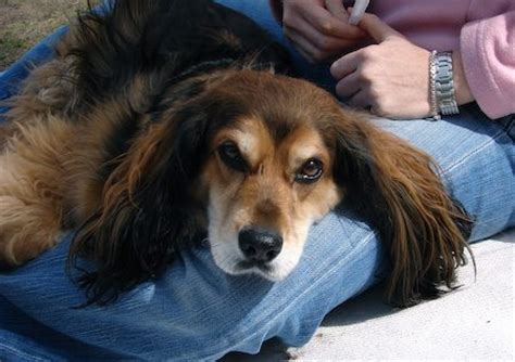 ocker Spaniel Dachshund mix or Spaniel-Doxie resting on top of the woman's legs