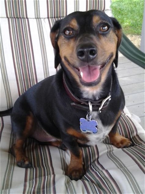 smiling Toy Rat Doxie or Dachshund Rat Terrier mixed dog sitting on the chair