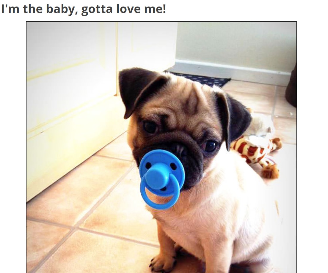 A oug with pacifier in its mouth while sitting on the floor photo with caption- I'm the baby, you gotta love me!