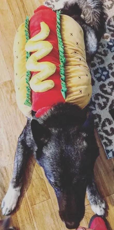 Akita Inu wearing hotdog costume while lying on the floor
