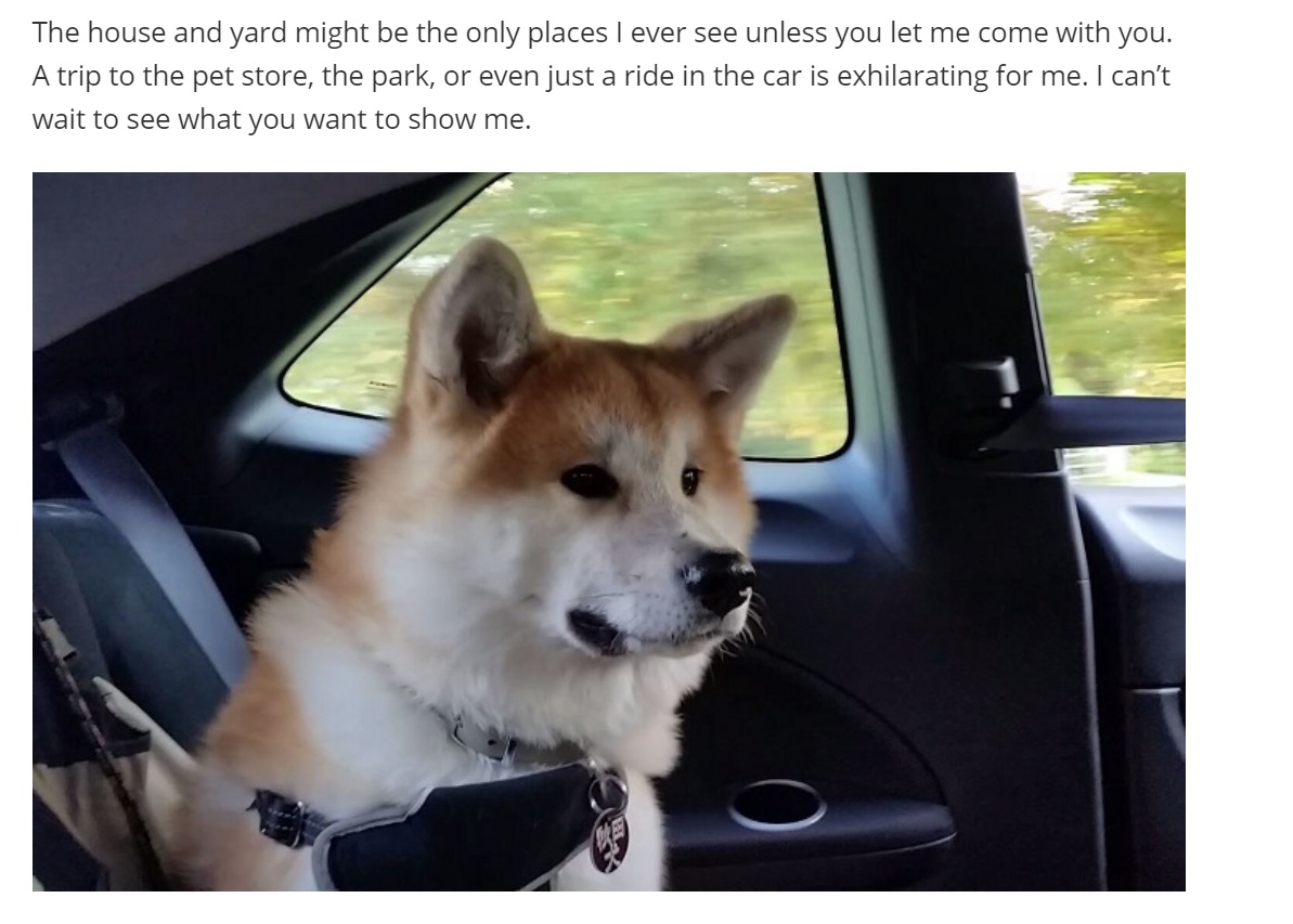An Akita Inu sitting in the backseat inside the car photo with caption - The house and yard might be the only places I ever see unless you let me come with you. A trip to the pet store, the park, or even just a ride in the car is exhilarating for me. I can't wait to see what you want to show me.