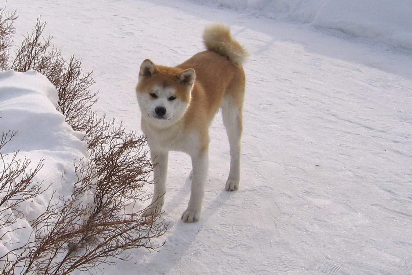 An Akita Inu standing in snow