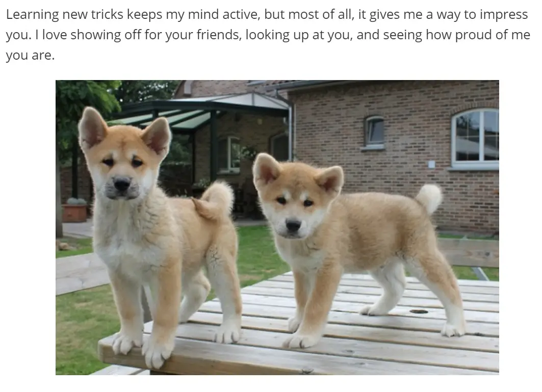 two Akita Inu puppies standing on top of the wooden table in the backyard photo with caption - Learning new tricks keeps my mind active, but most of all, it gives me a way to impress you. I love showing off your friends, looking up at you, and seeing how proud of me you are.