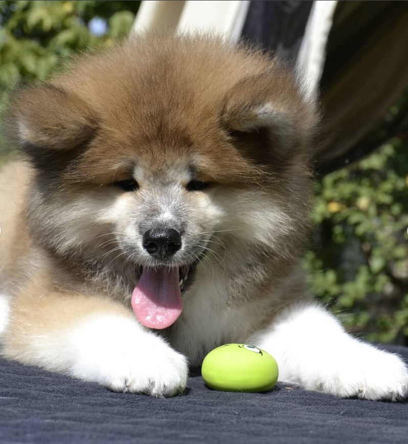 An Akita Inu lying on the bed in the garden under the sun.