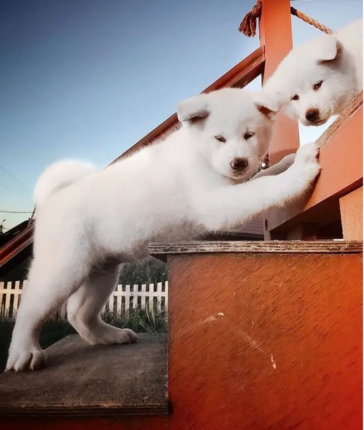 Akita Inu puppies standing in the stairway
