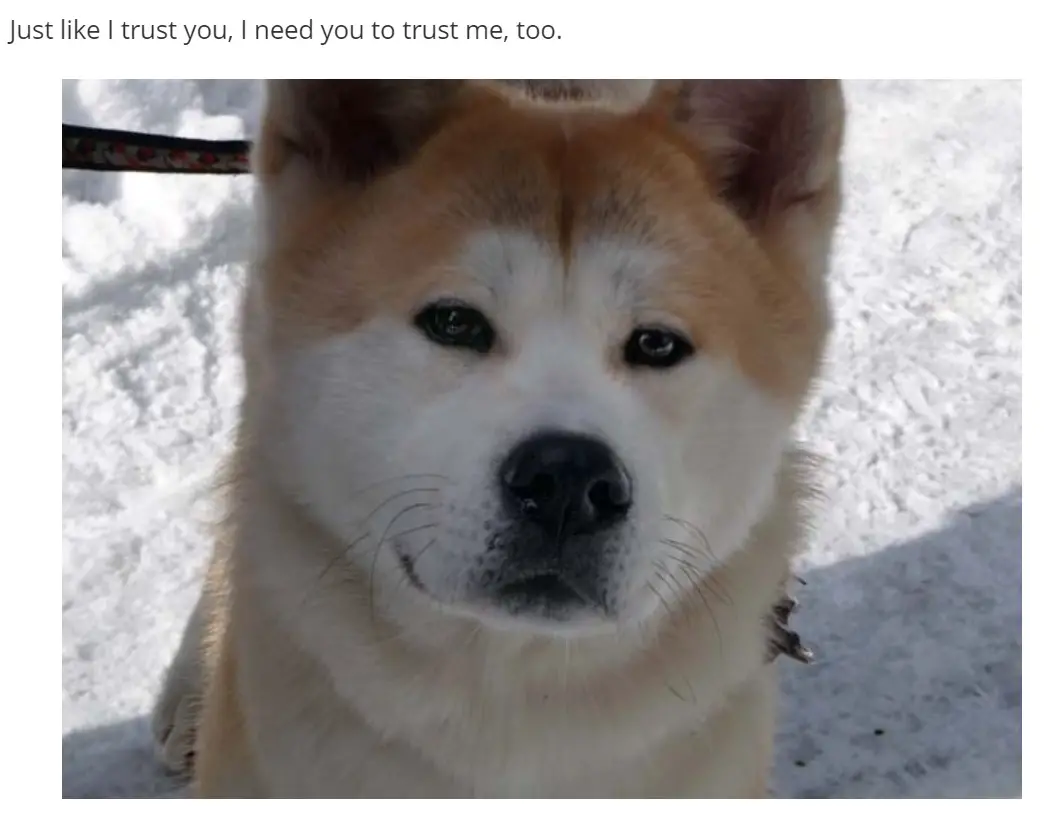 An Akita Inu sitting in snow photo with caption - Just like I trust you, I need you to trust me, too.