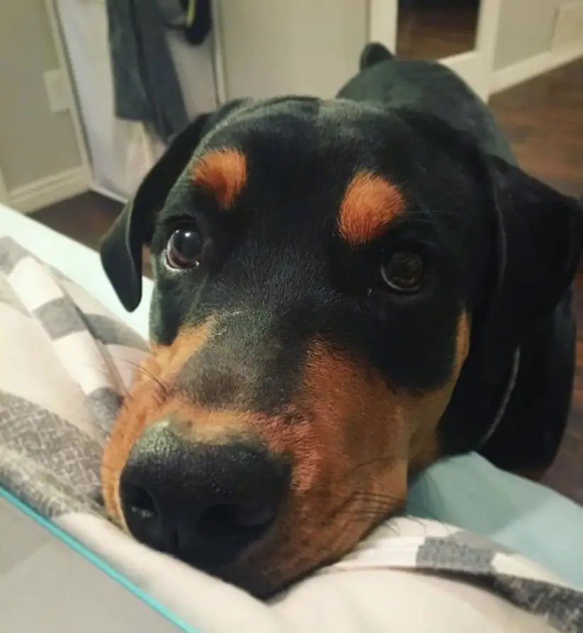American Rottweiler resting its begging face on top of the bed