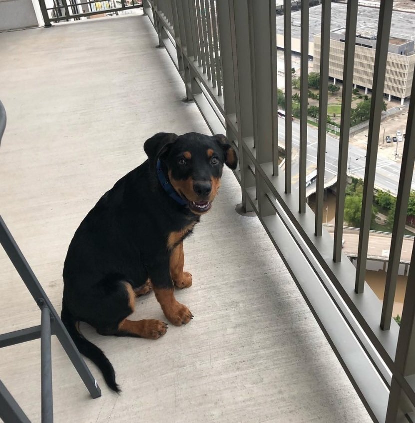 American Rottweiler sitting in the balcony