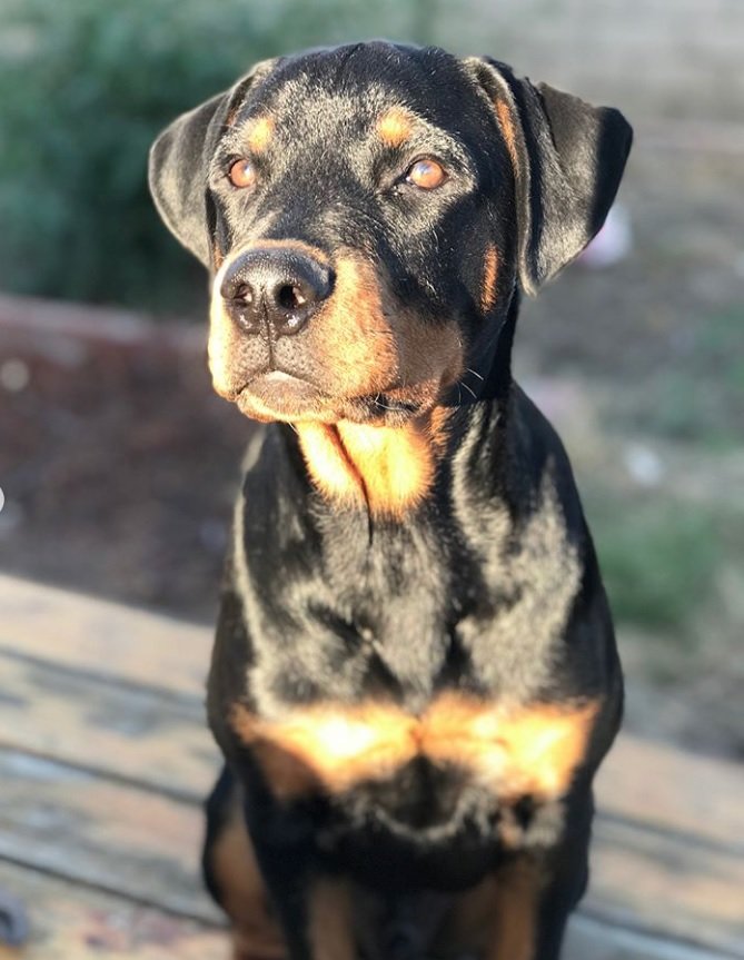American Rottweiler sitting on the wooden floor under the sun