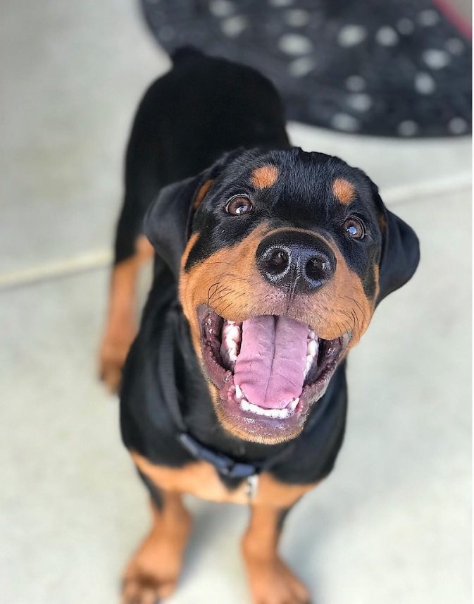 American Rottweiler smiling with its mouth wide open while looking up