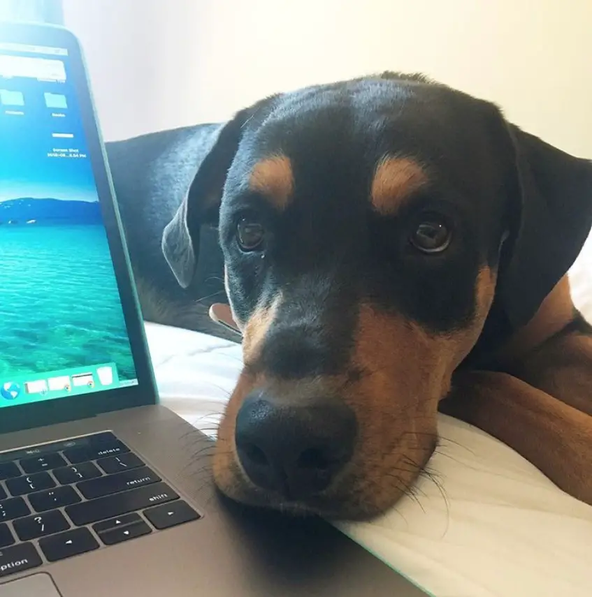 American Rottweiler on the bed with its face beside the laptop