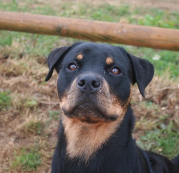 American Rottweiler looking up