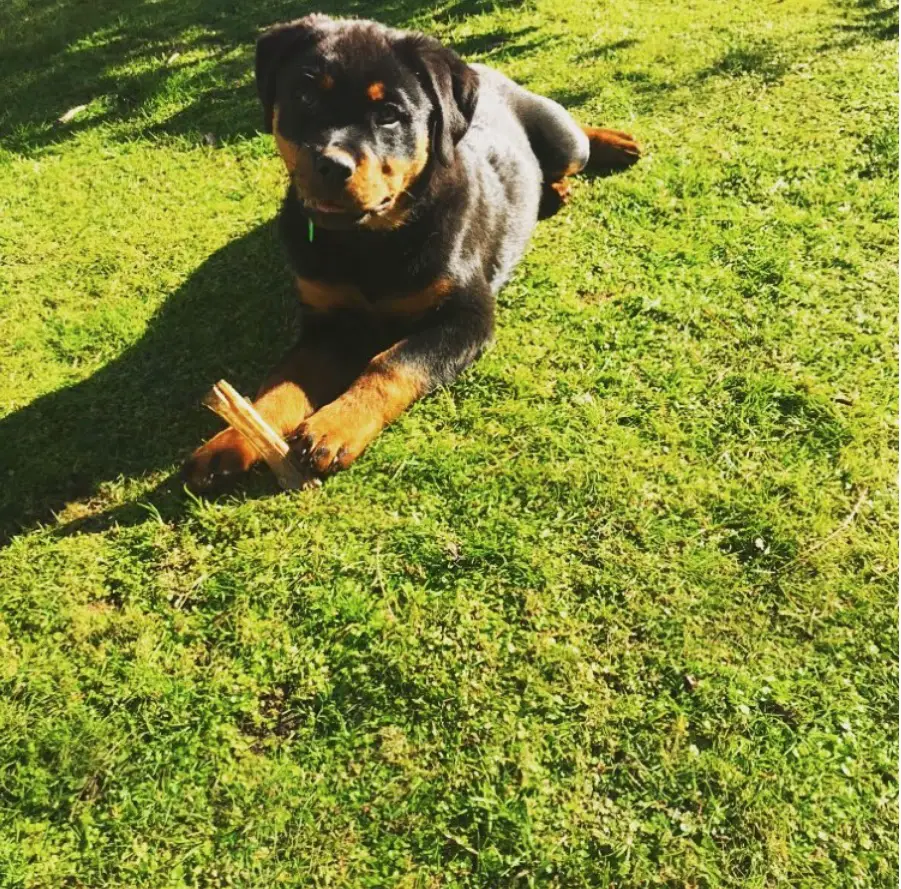 American Rottweiler lying down on the grass with its sad face