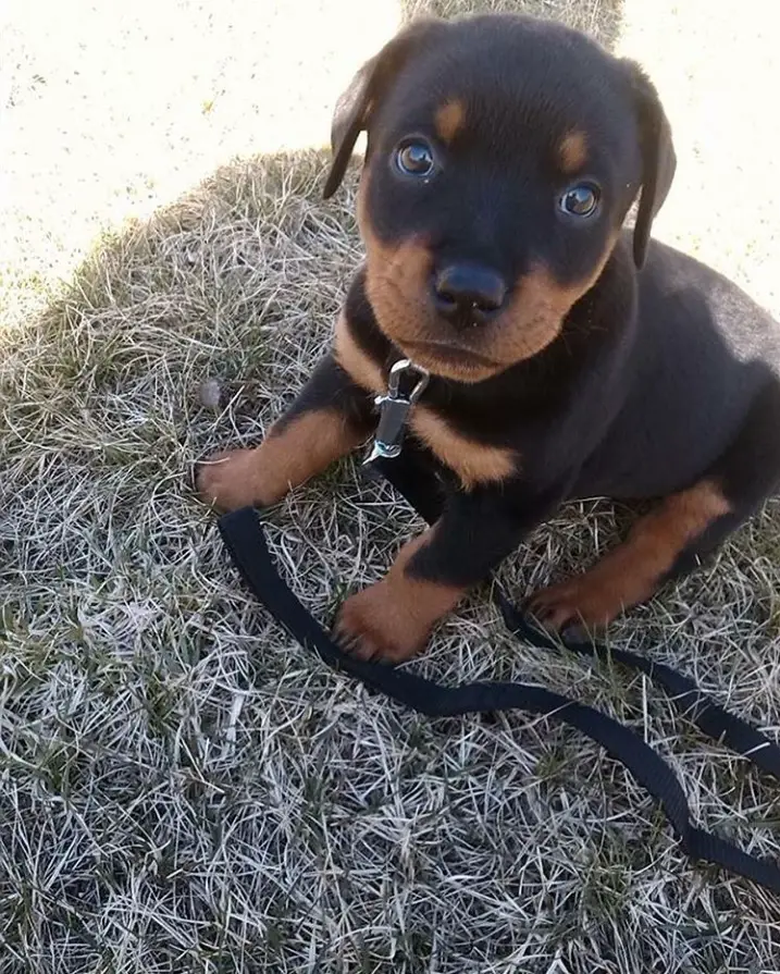 American Rottweiler puppy sitting on the grass