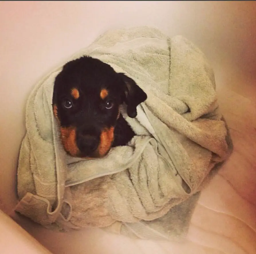 American Rottweiler puppy wrapped in towel