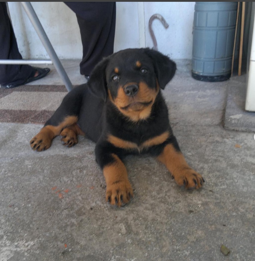 American Rottweiler puppy lying down on the floor