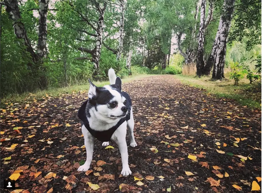 A Chihuahua standing on the pathway in the forest