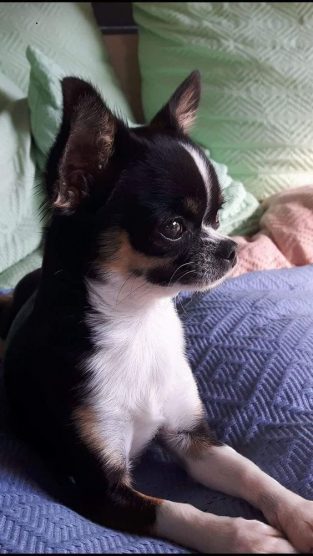 25 Adorable Apple Head Chihuahua Dogs | The Paws