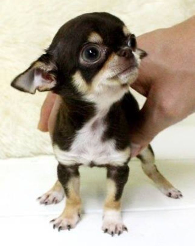 A Chihuahua puppy standing on the floor while staring at his owner touching his back