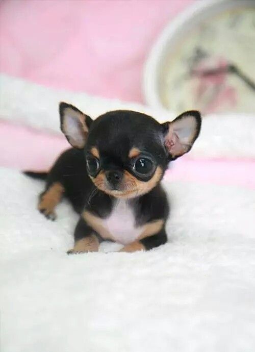 A Chihuahua puppy lying on the bed