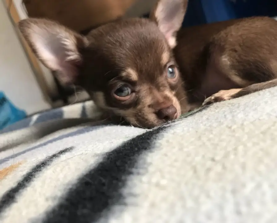 A Chihuahua lying on the bed