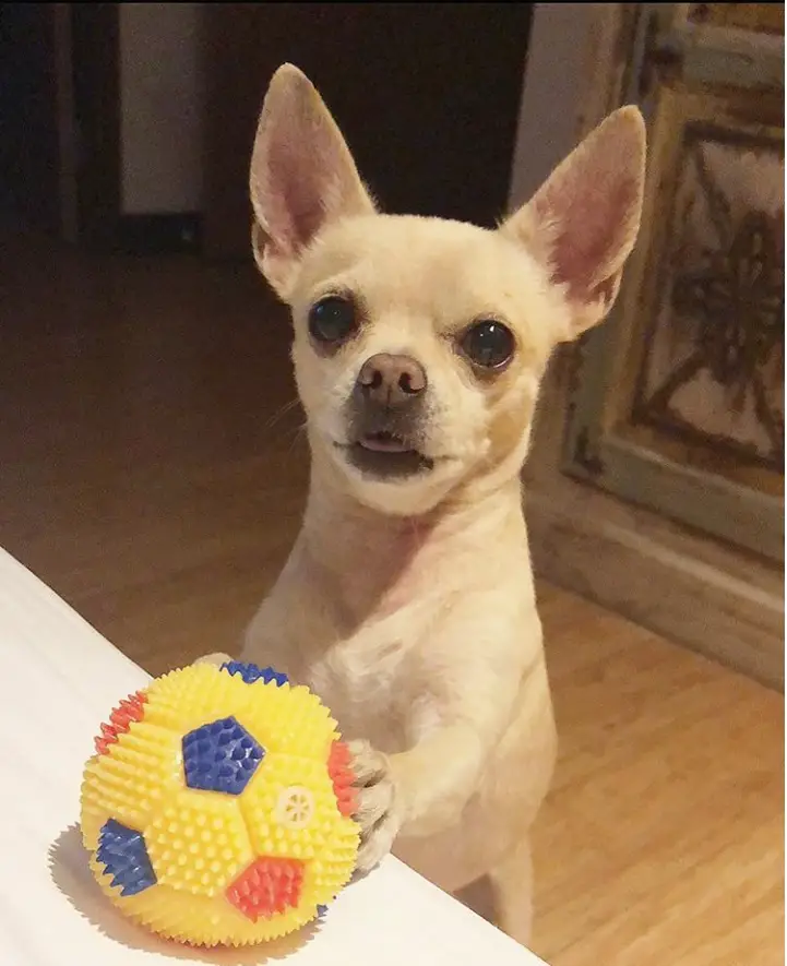 A Chihuahua standing up behind the bed with a ball on top