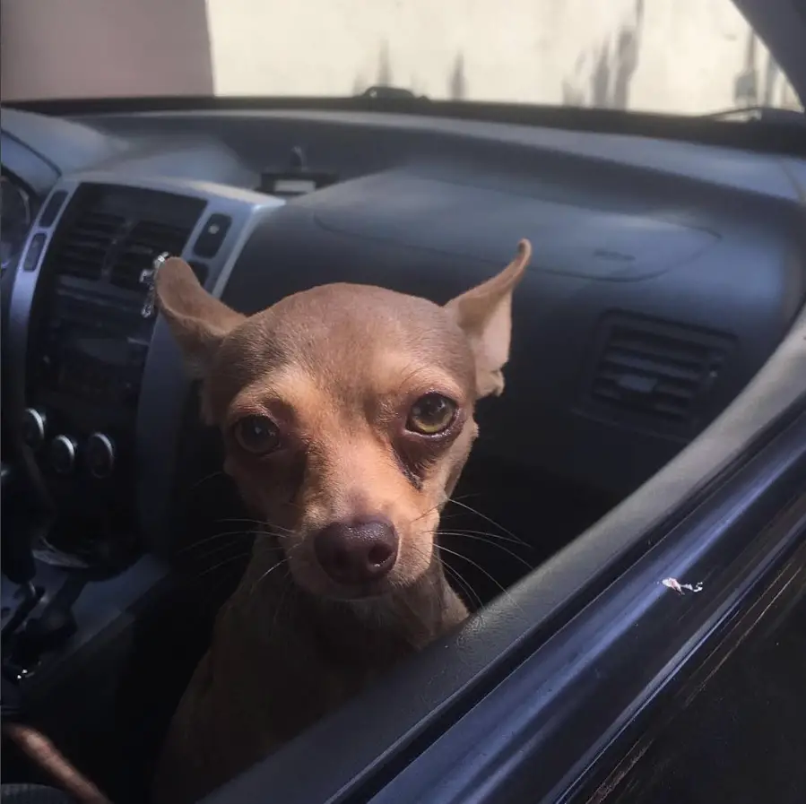 A Chihuahua sitting in the passenger seat inside the car