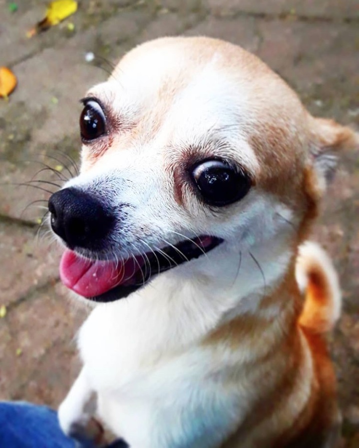 A Chihuahua standing up with its begging face