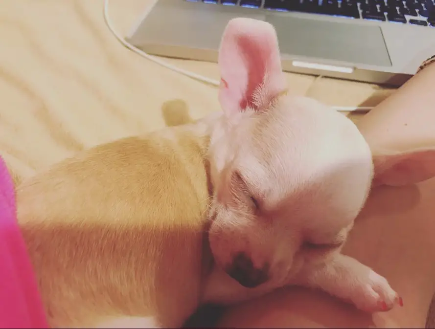 A Chihuahua sleeping next to its owner on the bed