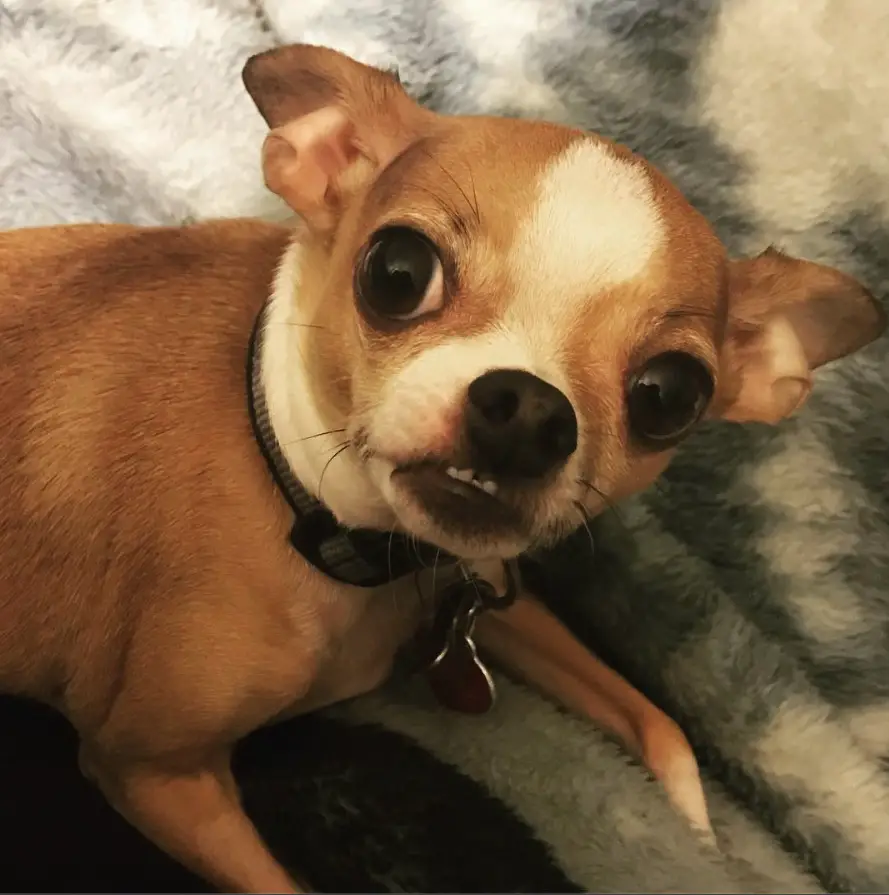 A Chihuahua lying on the bed