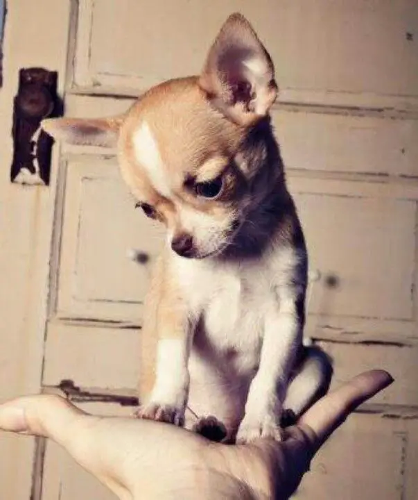 A Chihuahua sitting on top of the hand of a person