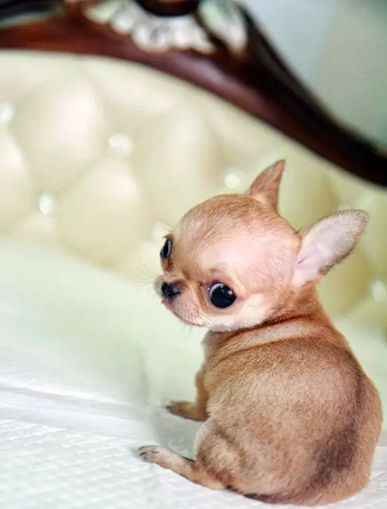 A Chihuahua puppy sitting on the bed