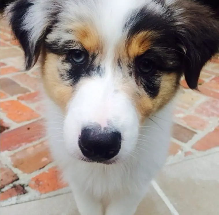 Aussie Siberian puppy with tan, black, and white fur color