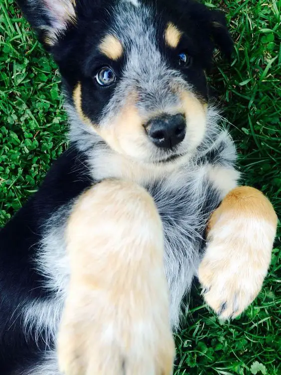Aussie Siberian puppy with silver, black, and tan coat color pattern lying on the green grass