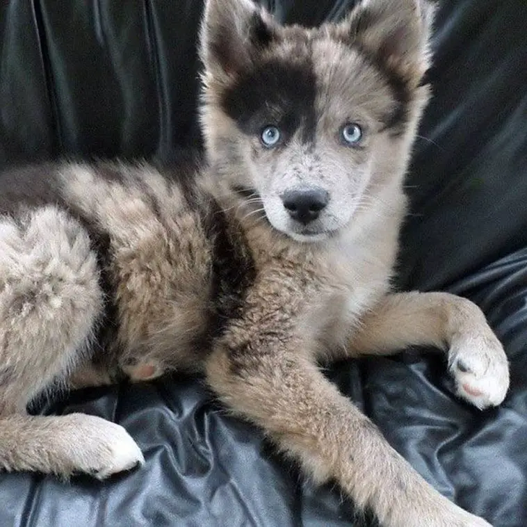 Aussie Siberian puppy with black, brown, and cream coat color pattern and blue eyes lying on the couch