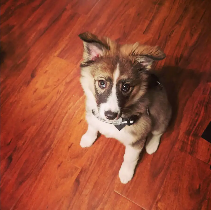 Aussie Siberian puppy with tan and white coat color sitting on the wooden floor