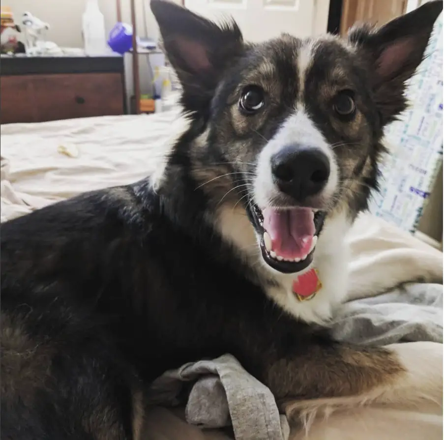 happy Aussie Siberian with black and tan coat color resting on the bed