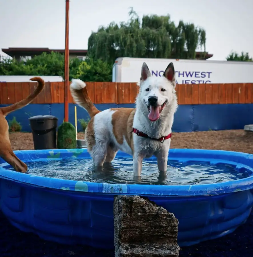 Aussie Siberian with white and tan color pattern inside the pool