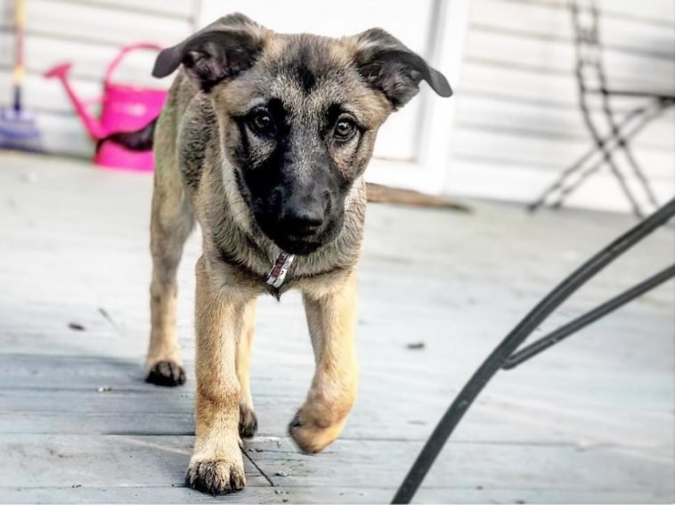 Aussie Siberian puppy walking