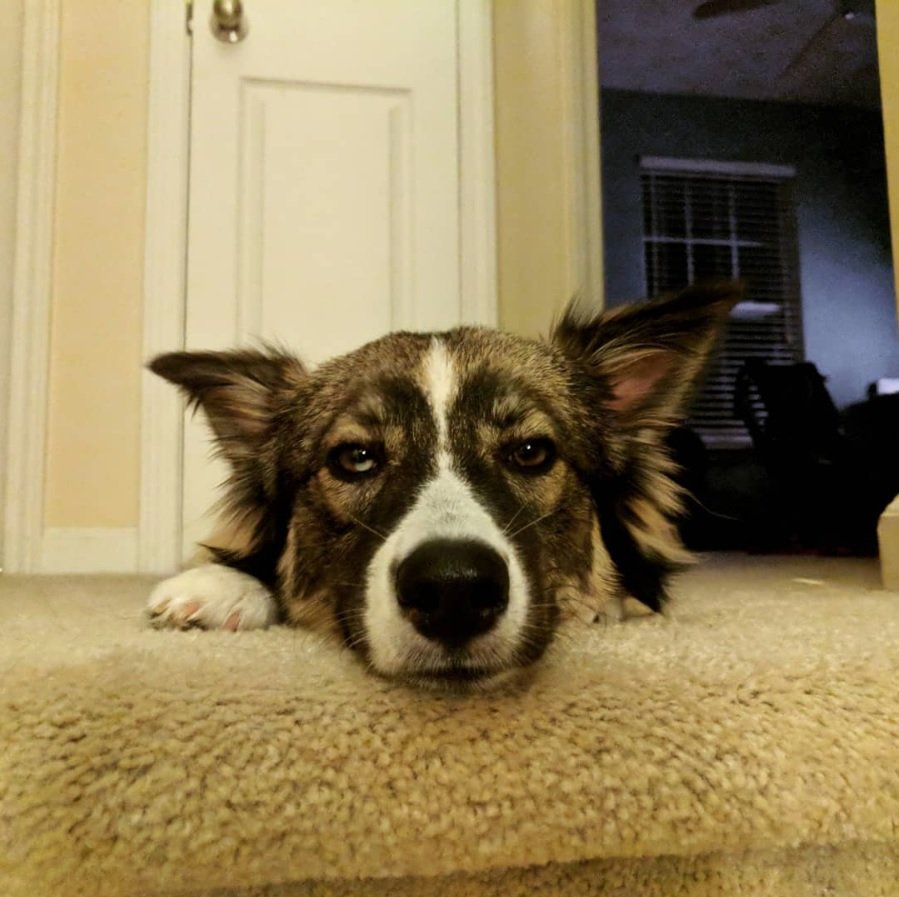 Aussie Siberian lying down on the floor with its sleepy face