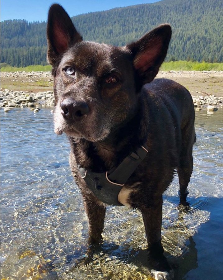 full chocolate brown except its chest which is white Aussie Siberian dog with blue eye