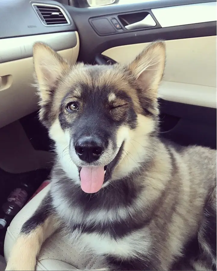winking with its tongue out Aussie Siberian with black, tan, and cream coat color pattern lying on the passenger seat