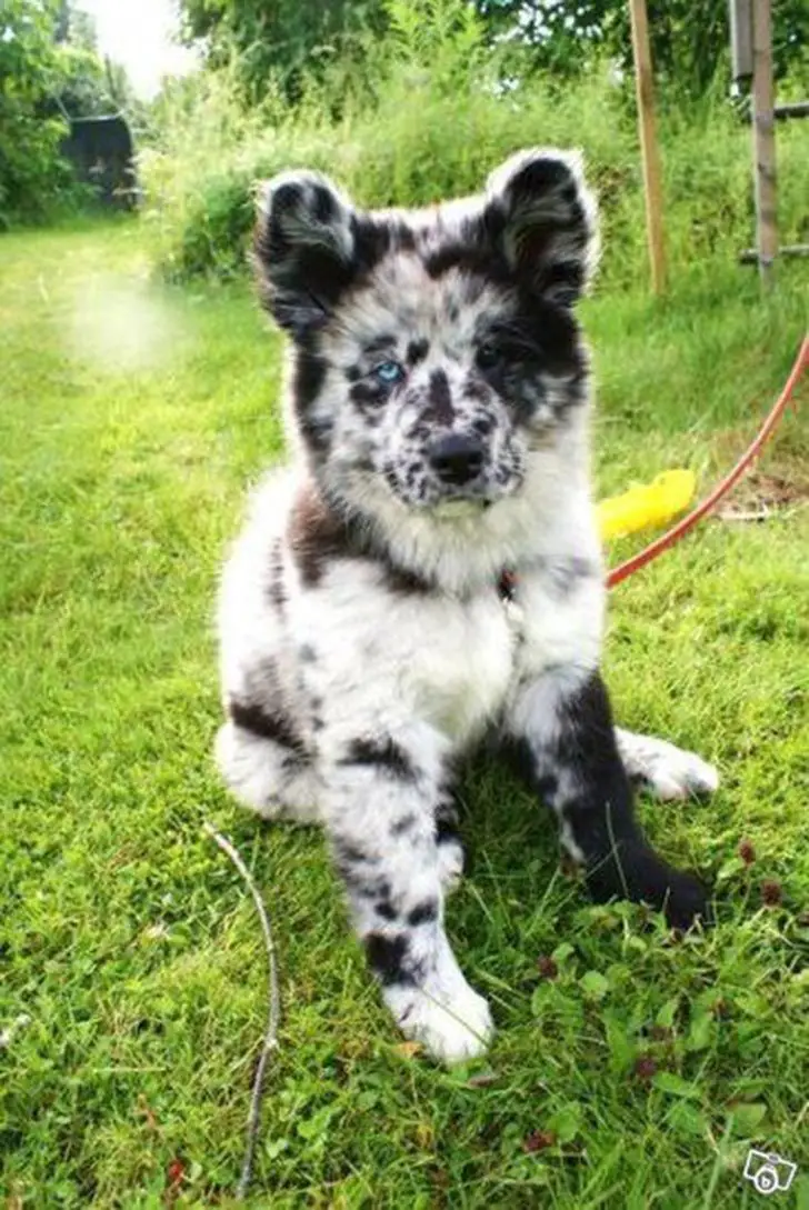 Australian Shepherd Husky mix puppy with merle black, gray and white coat pattern sitting on the green grass in the forest