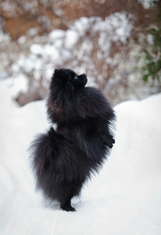 A Perfect Black Pomeranian standing up in snow